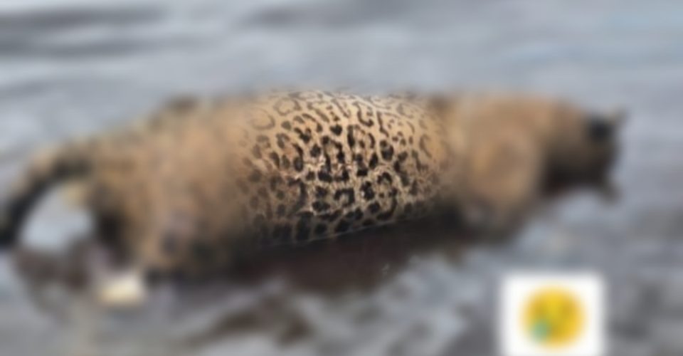 Foto: reprodução/IHP