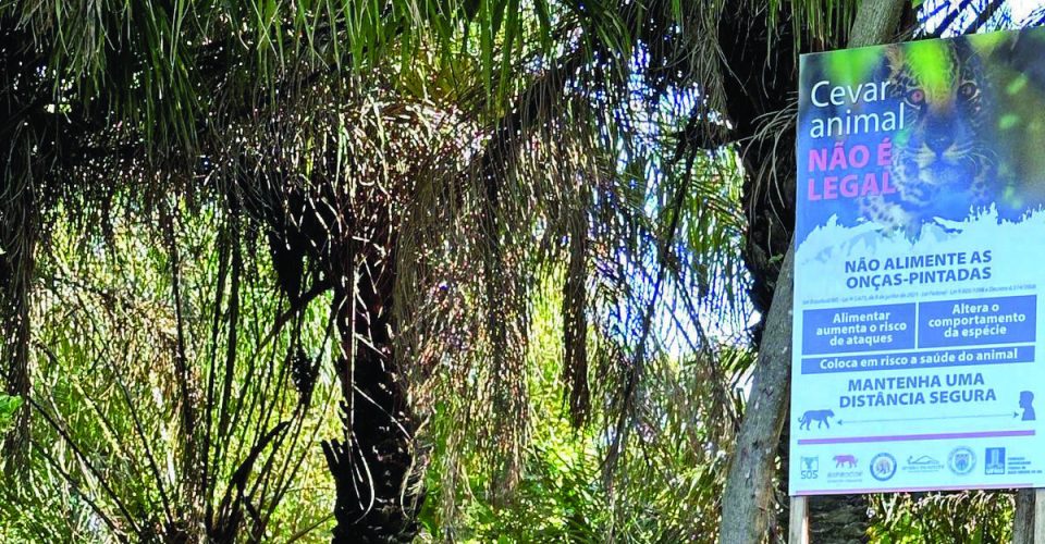 Placas confirmam os riscos da alimentação de onças-pintadas para turistas e pescadores - Foto: divulgação-PMA