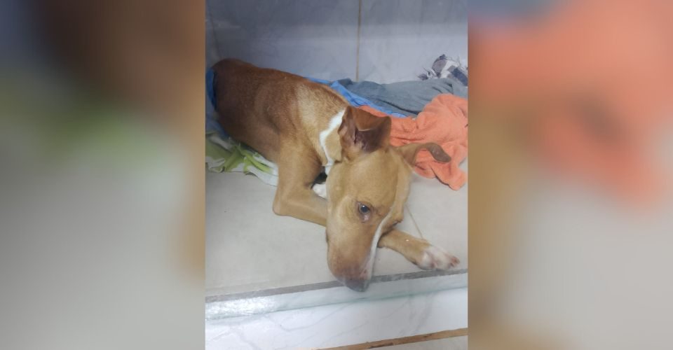 Doações para ajudar Pandora podem ser feitas via Pix - Foto: Nadja Mitidiero