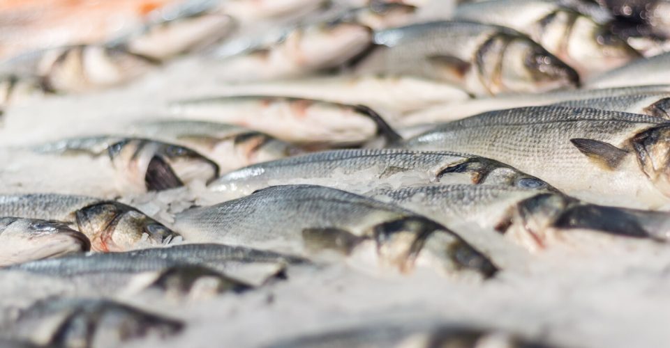 Foto: Divulgação/Arquivo OPR