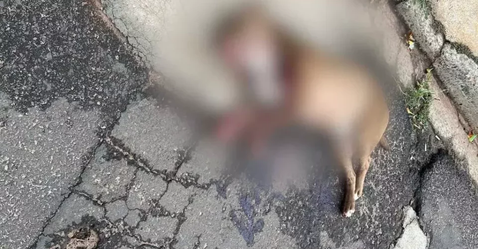 Foto: reprodução/redes sociais