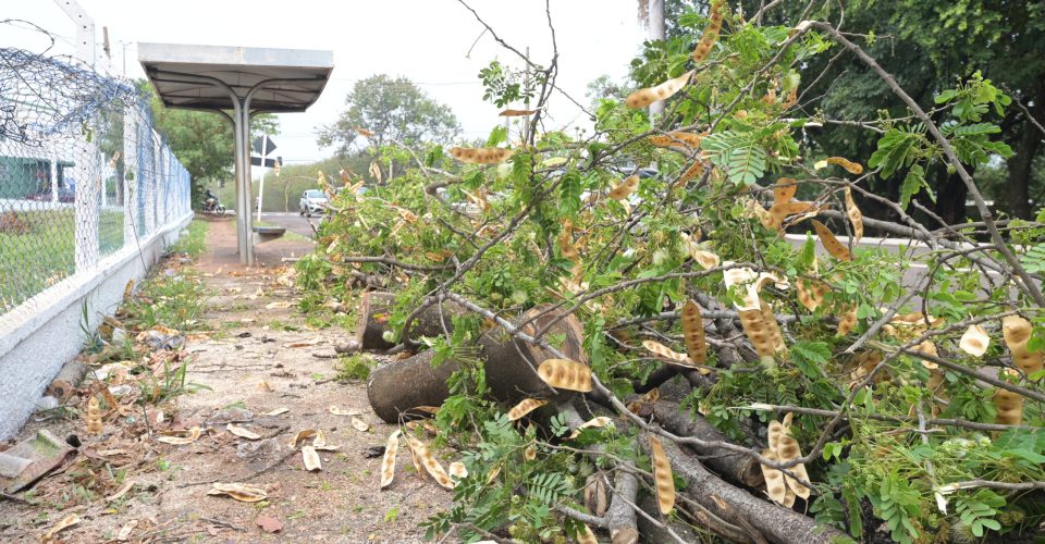 Queda de árvore na Av. Ernesto Geisel - Foto: Nilson Figueiredo