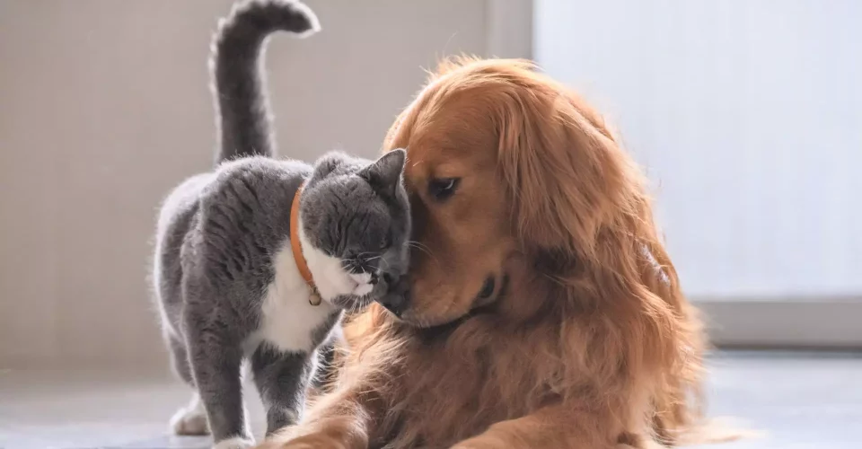 Foto: reprodução/Canva