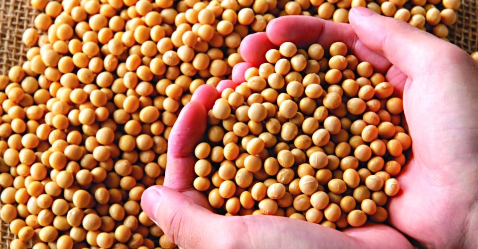 Recorde de produção
também contribui para
a elevação dos custos
de transporte - Foto: Divulgação