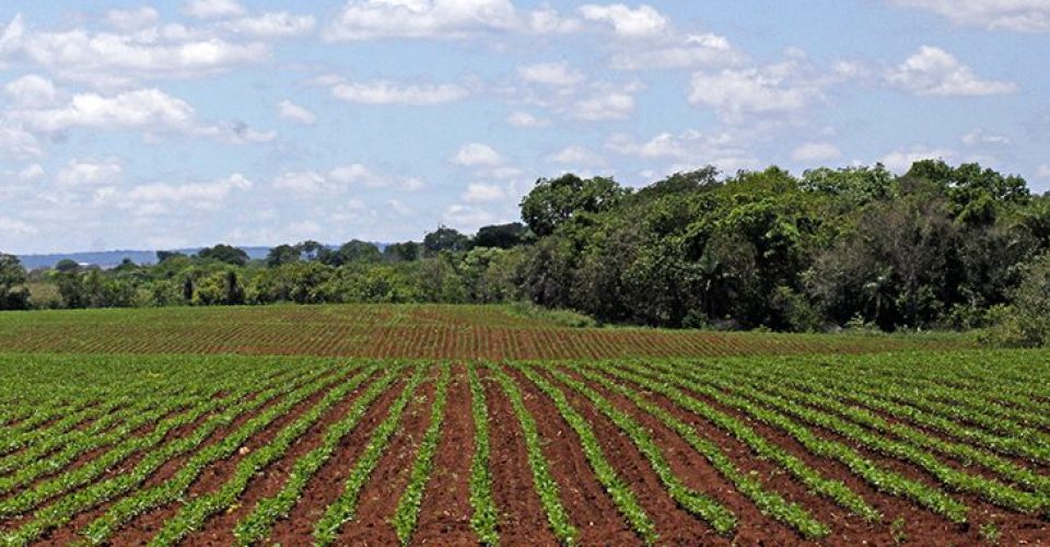 Vazio sanitário soja plantio