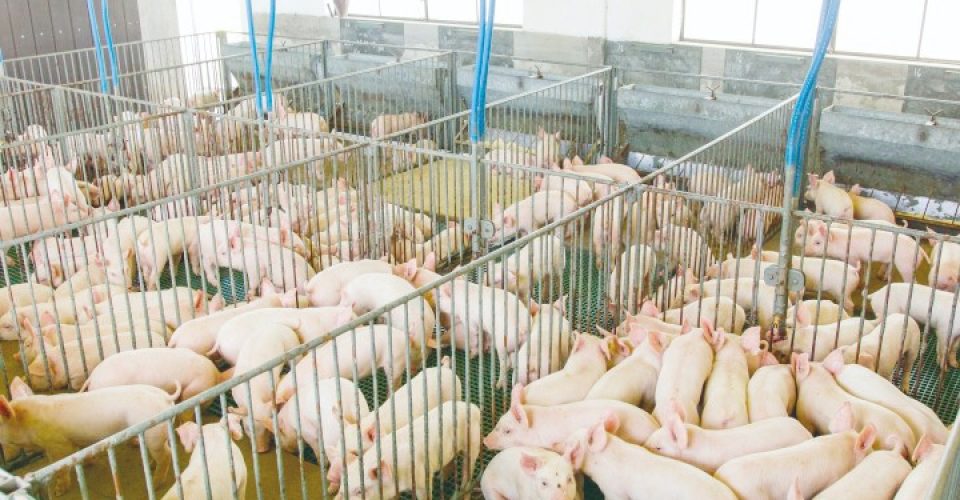 Em 2023 Mato Grosso
do Sul exportou 24,3 mil toneladas de carne suína - Foto: Divulgação/Governo de MS