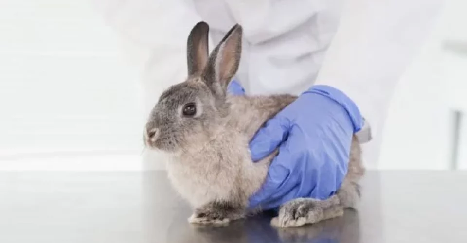 Câmara aprova projeto que proíbe uso de animais em testes de cosméticos Foto: imgem ilustrativa/Freepik