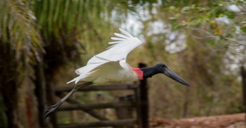 Foto: @visitmsoficial