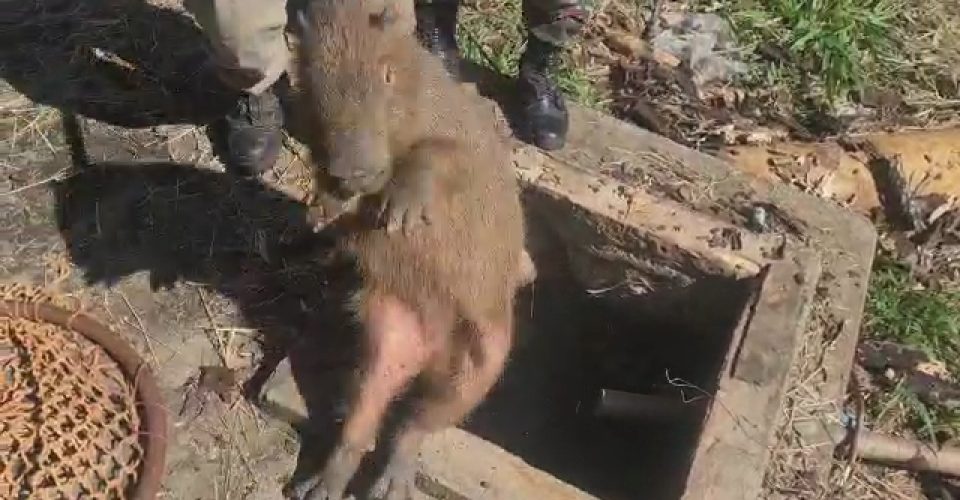 Momento do resgate das capivaras durante queda em uma cisterna na região sul. Crédito: Divulgação PMA/MS