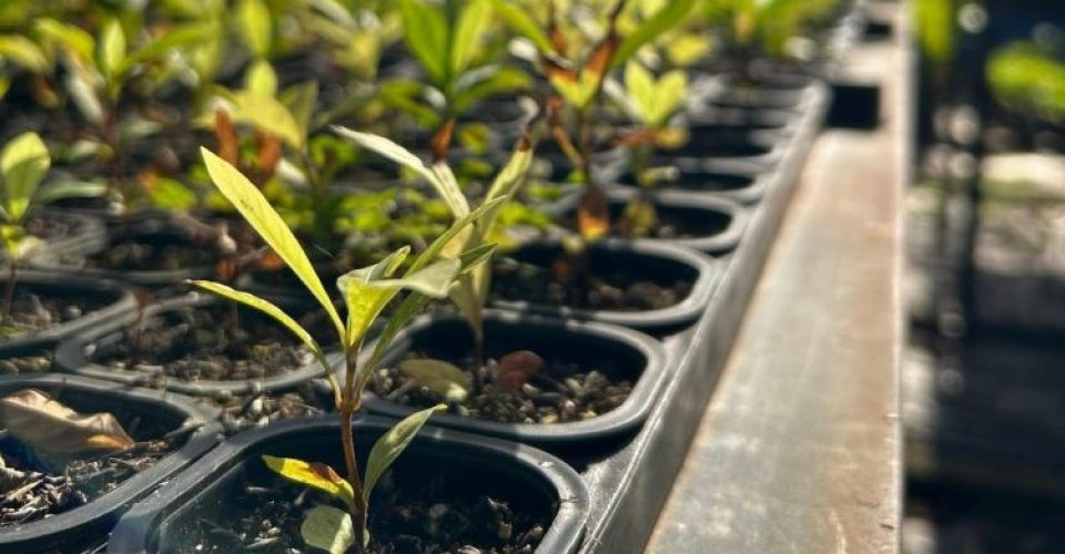 Foto: Águas Guariroba