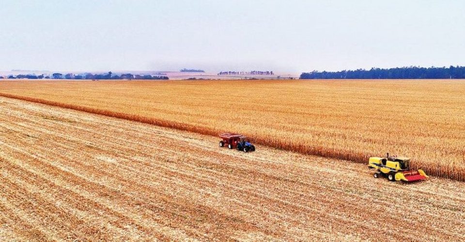 agronegocio safra graos trigo producao campo rural