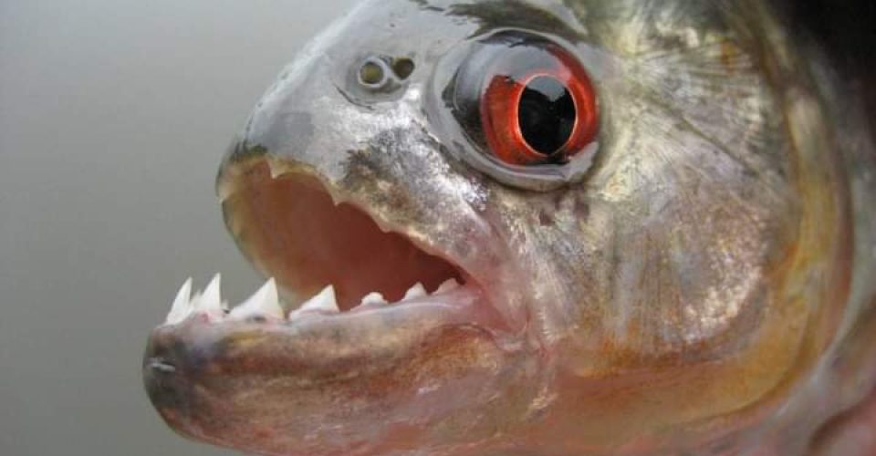 piranha