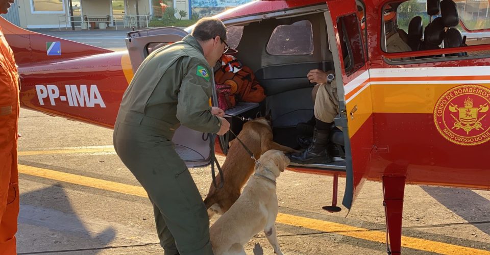 Bombeiros e cães militares