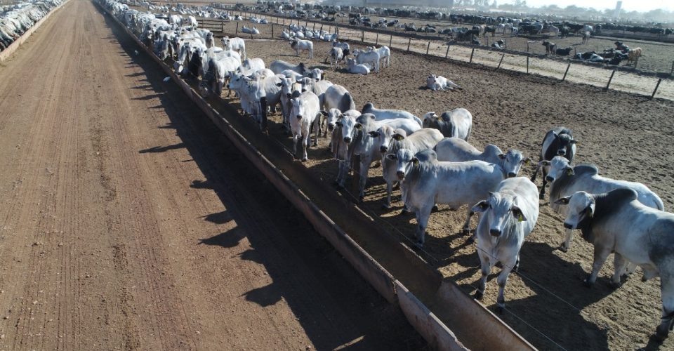 Foto: Divulgação/FMG