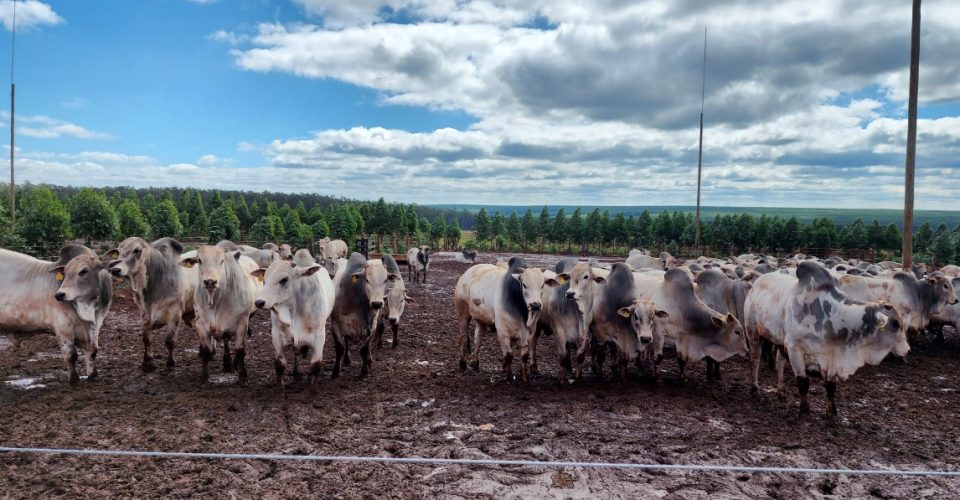 Foto: Divulgação/Semagro