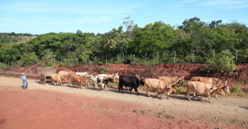 carro de boi agro carbono