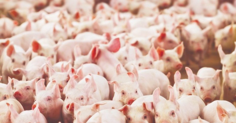 abate porcos suínos agronegócio