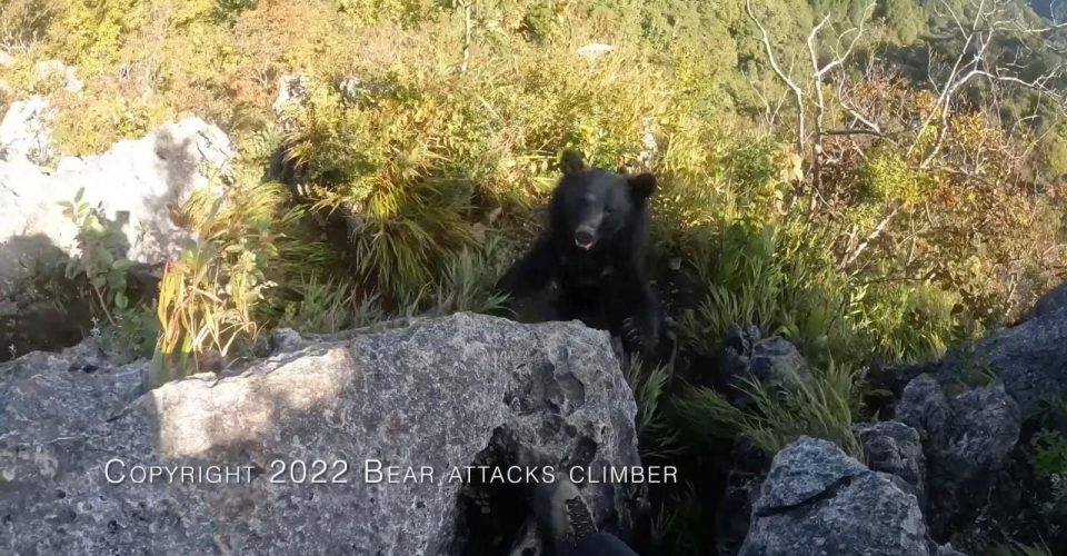 alpinista urso atacado