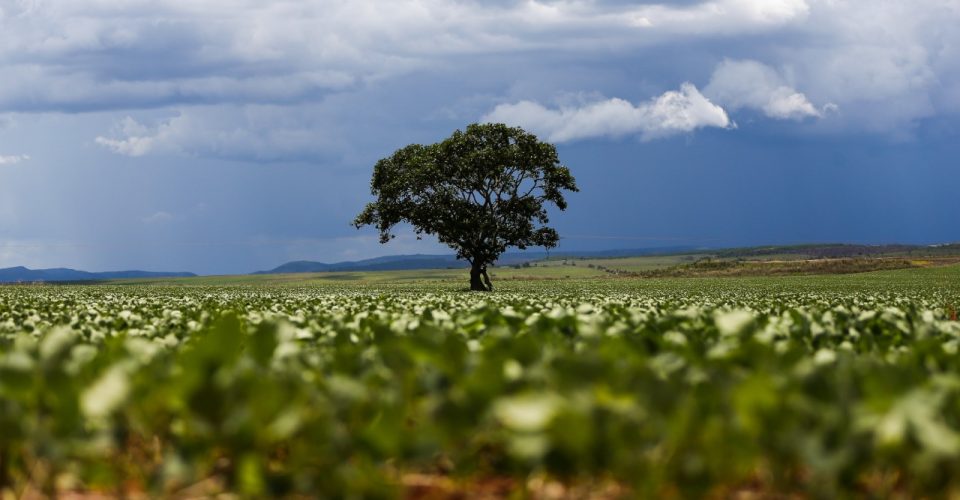 plantação soja agronegócio