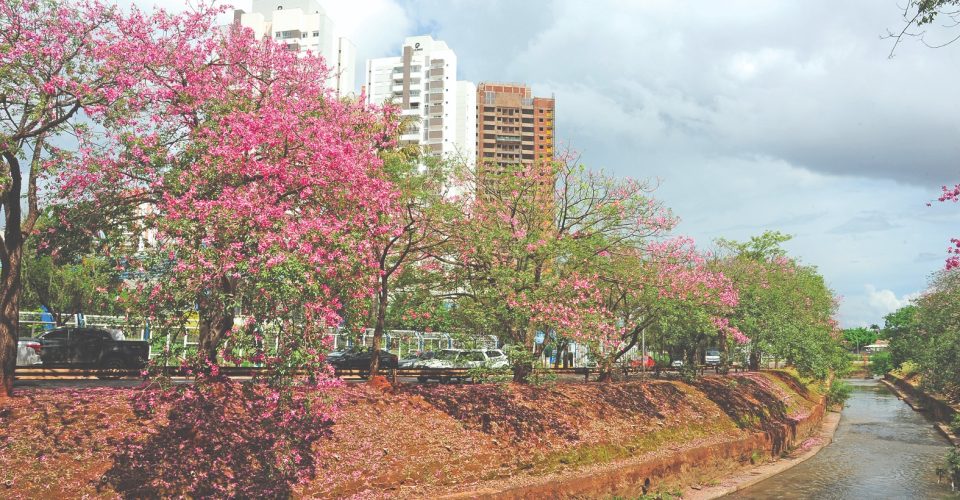 Florada das paineiras