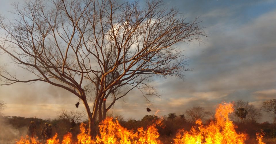 queimadas pantanal