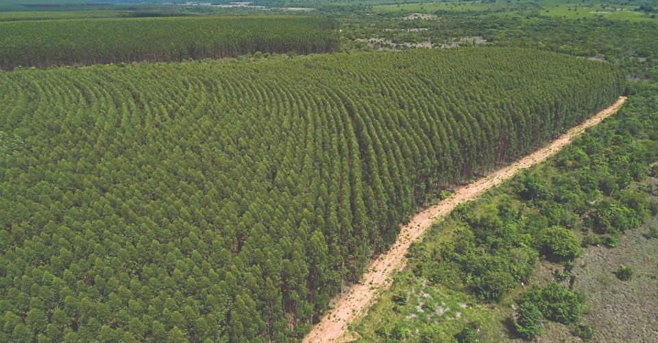 Foto: Fazenda Lobo,
em Água
Clara-MS/Zig Koch