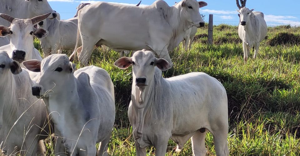 Reprodução/Fazenda Luapa