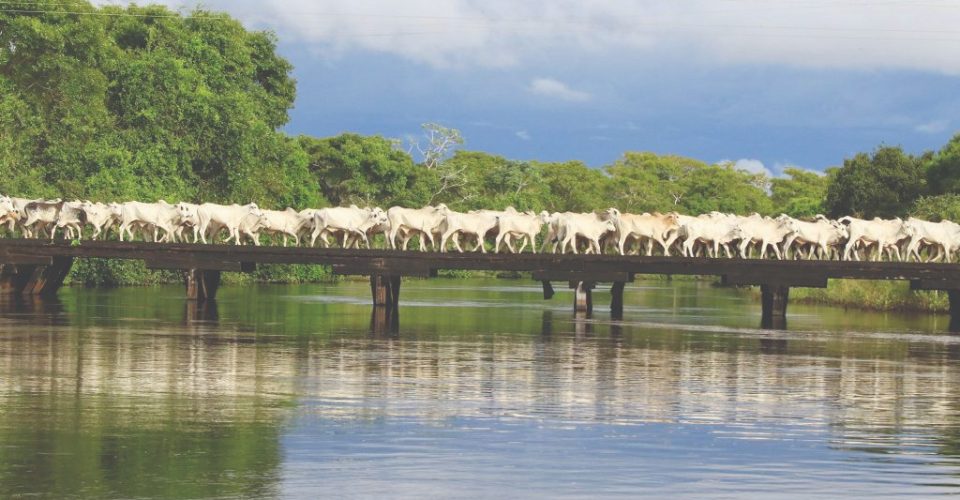 Foto: Medidas buscam auxiliar
famílias pantaneiras
aliadas com o cuidado ao ecossistema/Divulgação