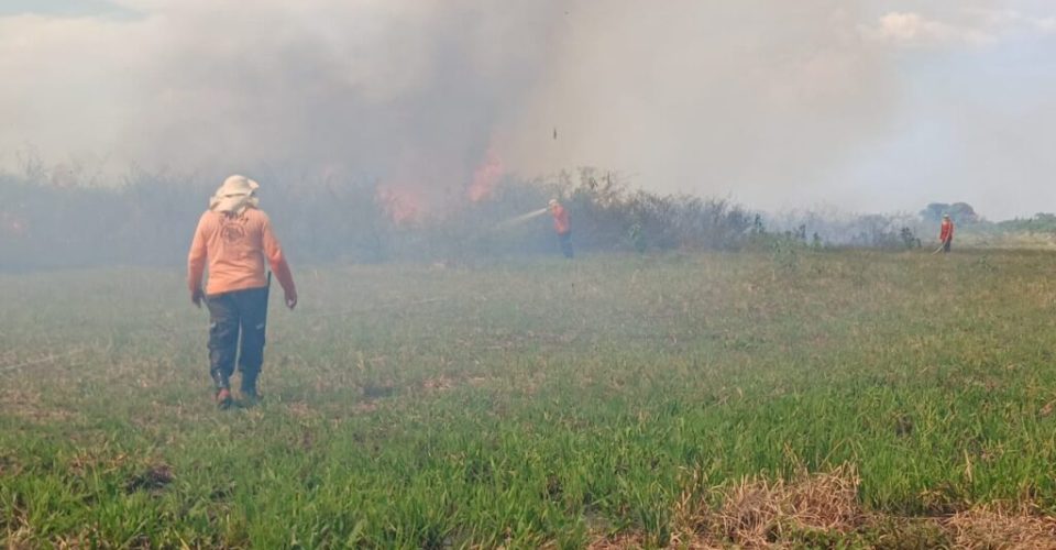 Foto: Luiz Mendes/Instituto Homem Pantaneiro