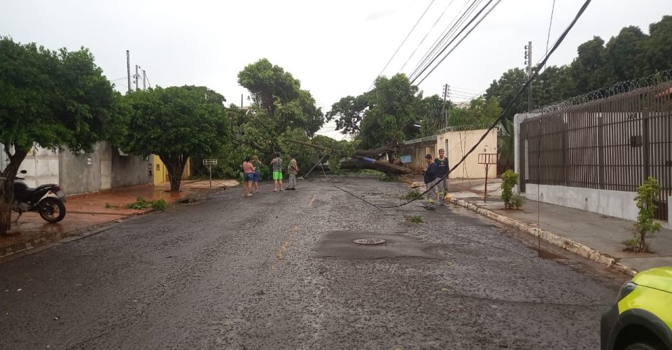 Queda de árvore bloqueou a Rua Santa Amélia, na região central da cidade. Foto: Divulgação