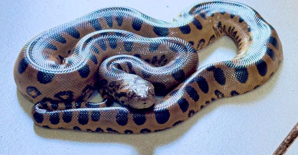 O animal foi encontrado dentro do filtro de ar do carro - Foto: Divulgação/PMA