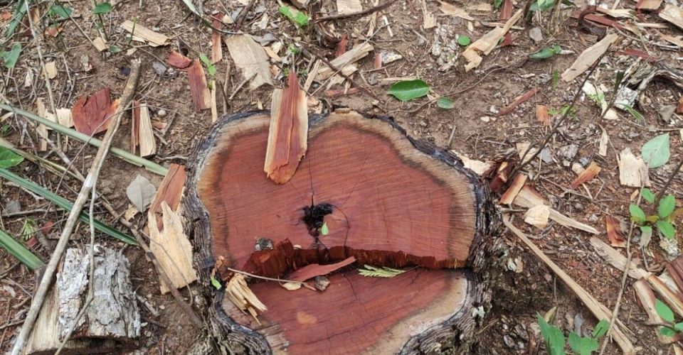 Foto: Divulgação /PMA