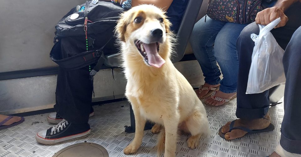 Cão subiu na linha 302, que faz a rota entre o Bairro Portal Caiobá, Terminal Aero Rancho e Terminal Bandeirantes - Foto: Biel Gill