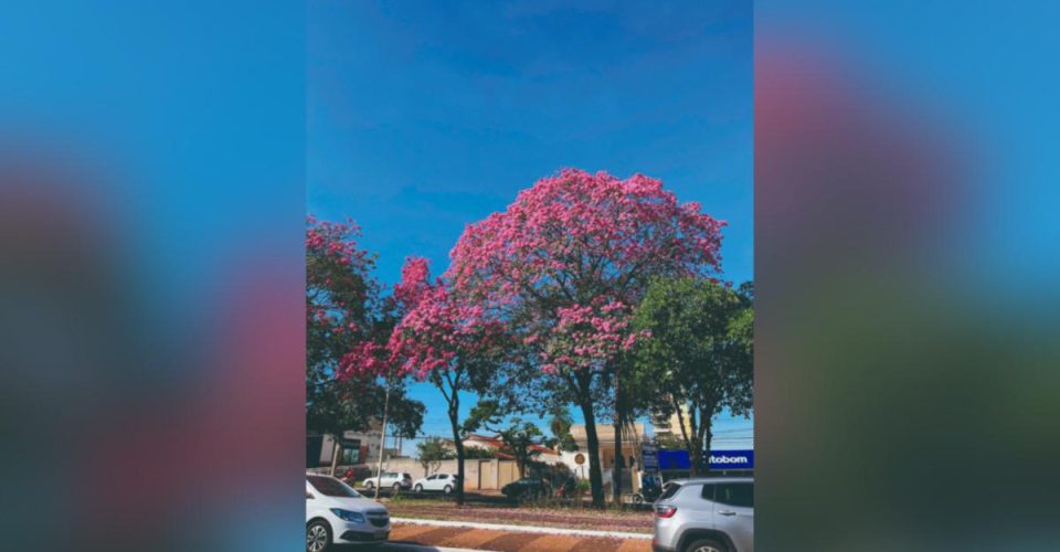 É uma sequência que garante a florada contínua de junho a setembro - Foto: Roberta Martins