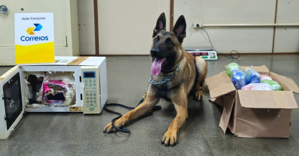 cão Foto: Divulgação