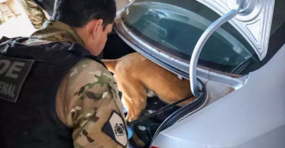 Foto: Divulgação/ PCPR