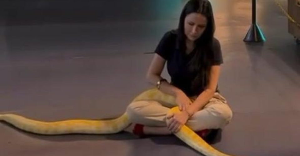 Foto: Divulgação/ Bioparque Pantanal