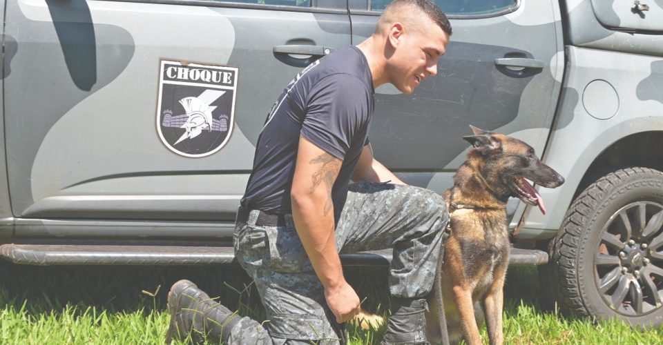 Animais se tornam integrantes das equipes e também vivem rotina de preparação específica