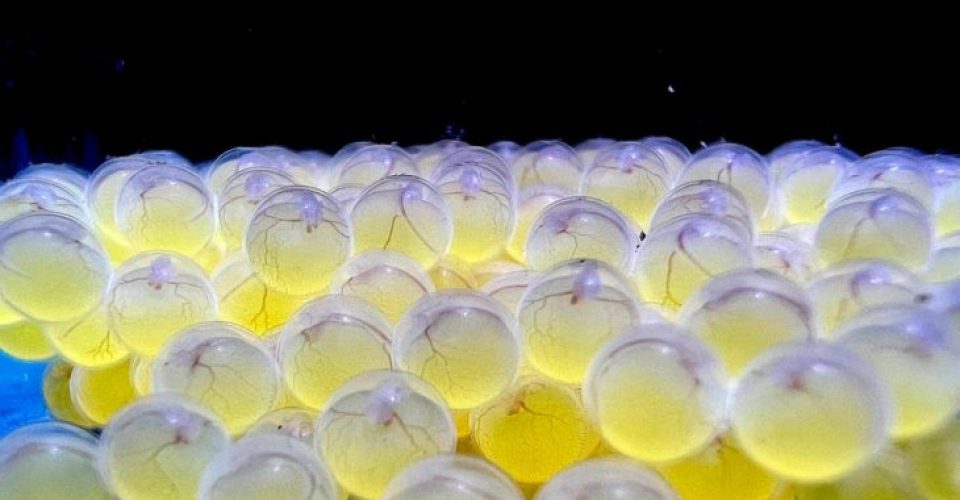 Foto: Lara Miranda/Bioparque Pantanal