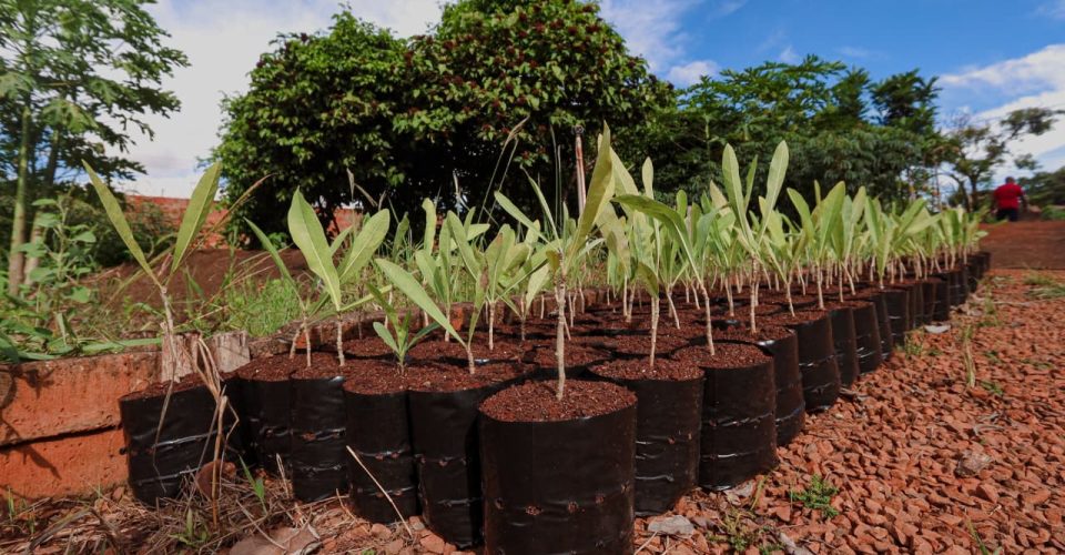 Foto: Prefeitura de Campo Grande