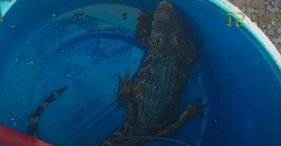 Foto: Divulgação/PMA