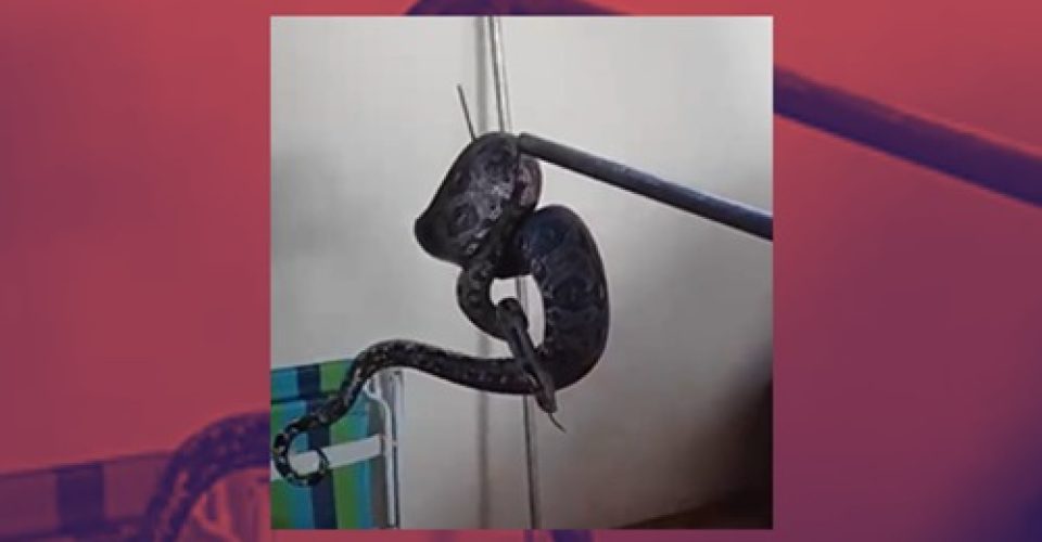 Crédito: Imagem Divulgação