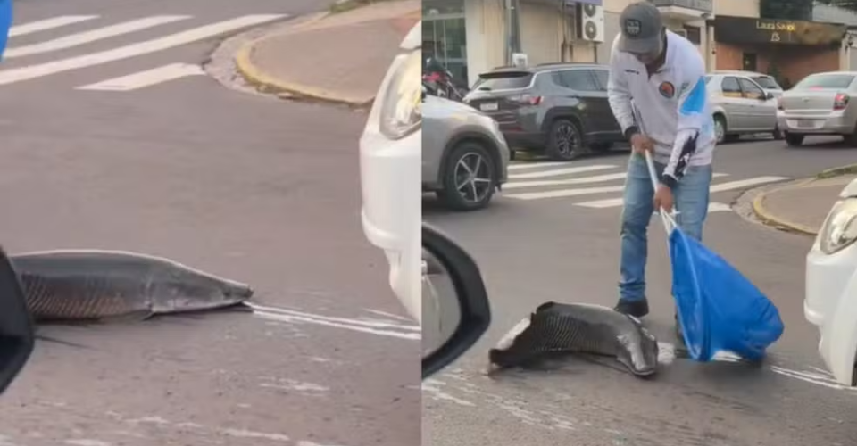 Pirarucu escapa de caixa durante transporte e chama atenção em Campo Grande — Foto: Reprodução