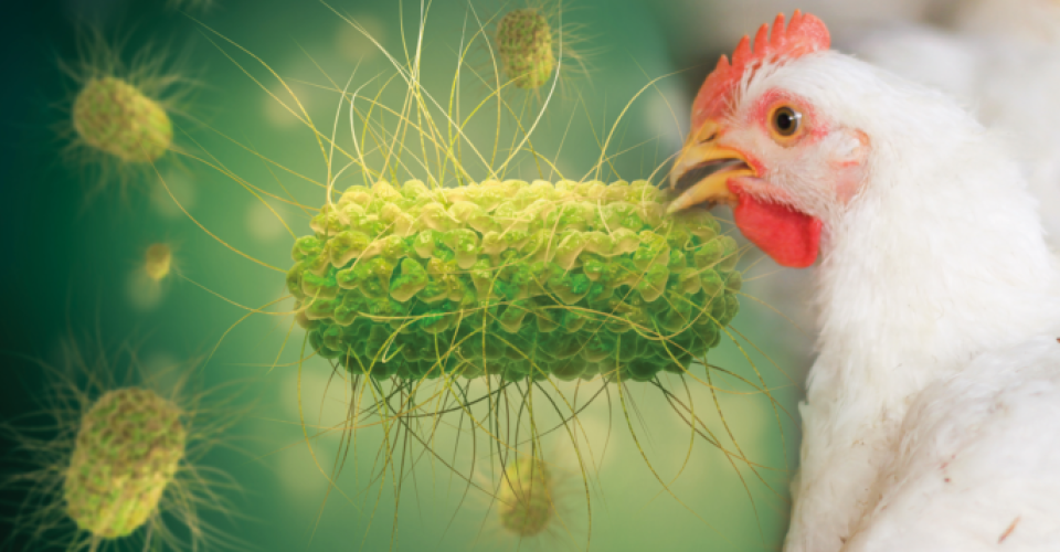 Imagem Ilustrativa - Foto: reprodução Internet