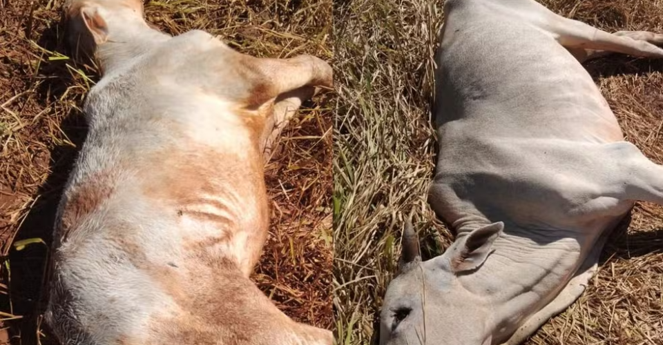 Cinco cabeças de gado morreram na cidade de Sidrolândia — Foto: Reprodução