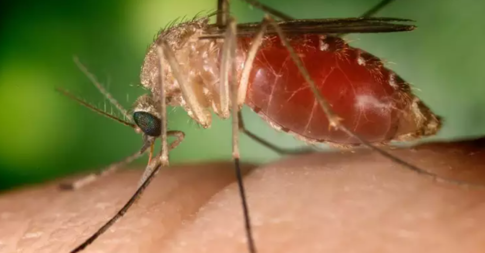 Virus da Febre Oropouche é transmitido por mosquito - Foto: divulgação/Sesab