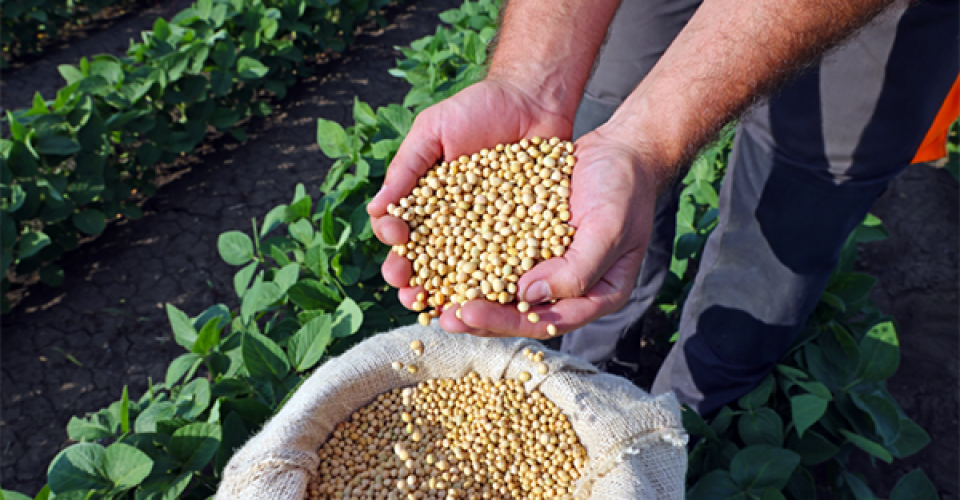 O faturamento do agronegócio de Mato Grosso do Sul