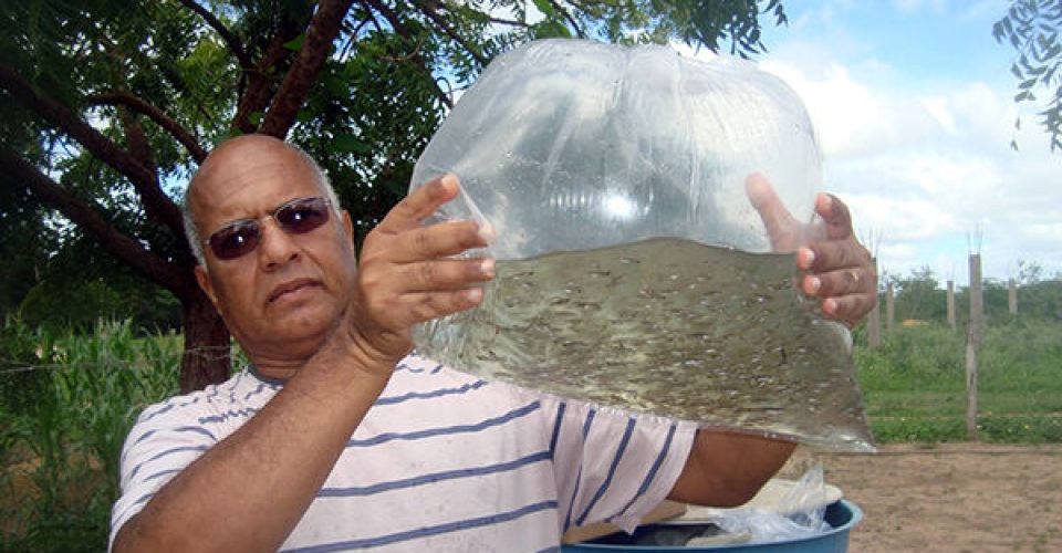 Peixe pode combater larvas do mosquito transmissor da dengue