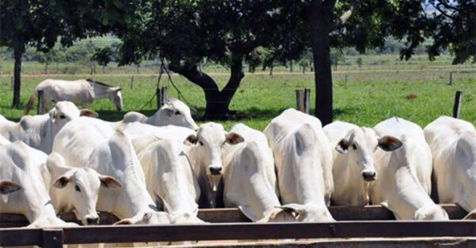 Pouca demanda já preocupa pecuaristas