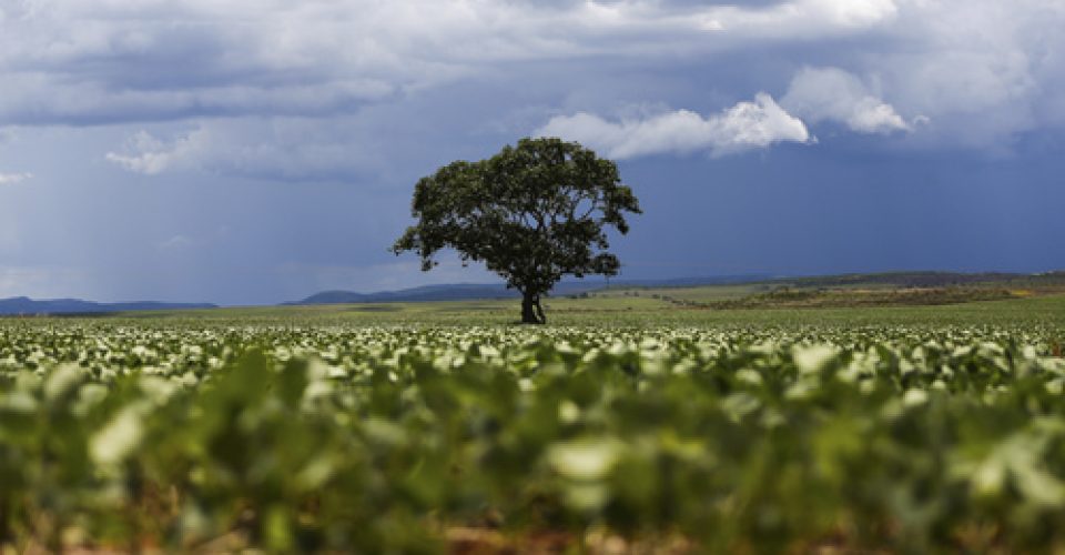 Alto Paraíso (GO) - Plantação de soja em área do  município de Alto Paraíso (Marcelo Camargo/Agência Brasil)